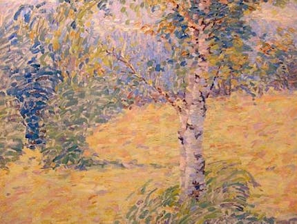Birch Tree in Landscape