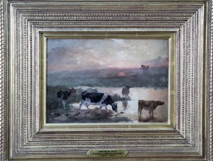 Cows